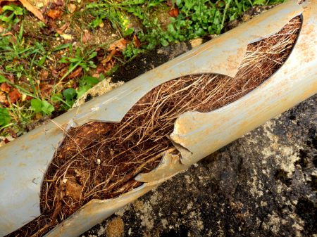 Split drainage pipe caused by tree roots