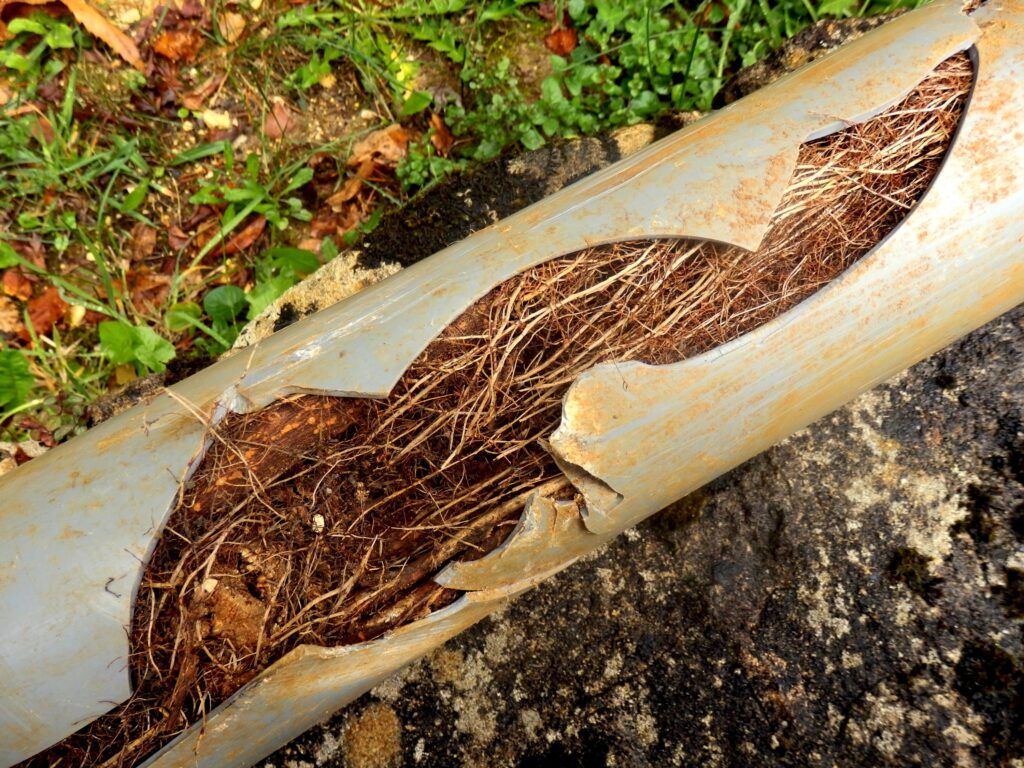 Tree root infiltration cross section